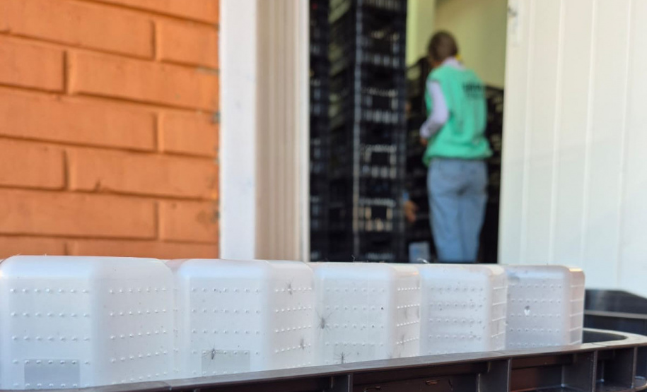 Combate à dengue: Londrina e Foz do Iguaçu iniciam liberações de 4 milhões de Wolbitos