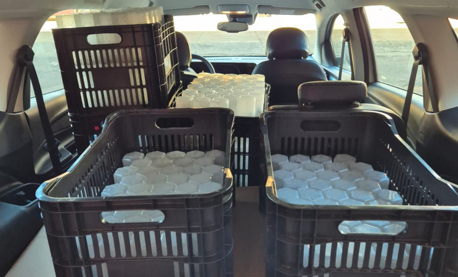 Combate à dengue: Londrina e Foz do Iguaçu iniciam liberações de 4 milhões de Wolbitos