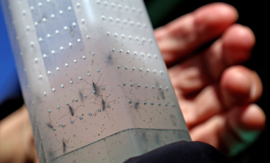 Combate à dengue: Londrina e Foz do Iguaçu iniciam liberações de 4 milhões de Wolbitos