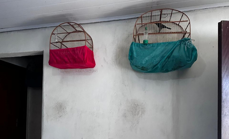 IAT APREENDE SETE AVES MANTIDAS EM CATIVEIRO IRREGULAR EM CURITIBA NESTA QUINTA-FEIRA (29)