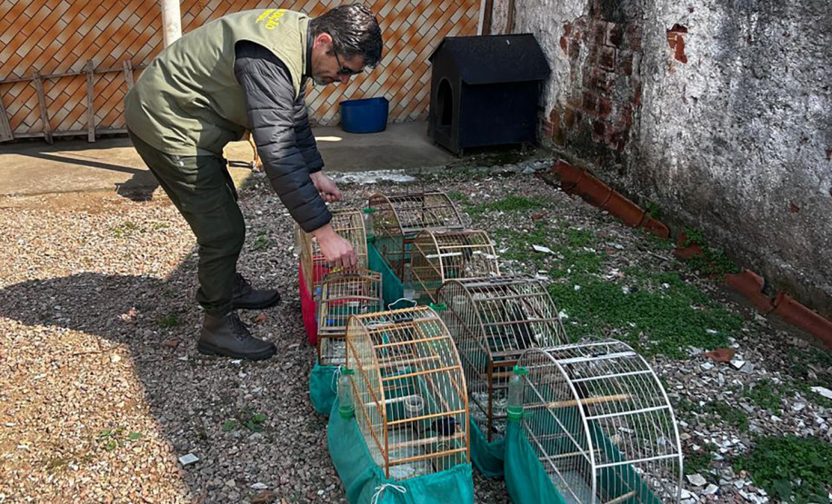IAT APREENDE SETE AVES MANTIDAS EM CATIVEIRO IRREGULAR EM CURITIBA NESTA QUINTA-FEIRA (29)
