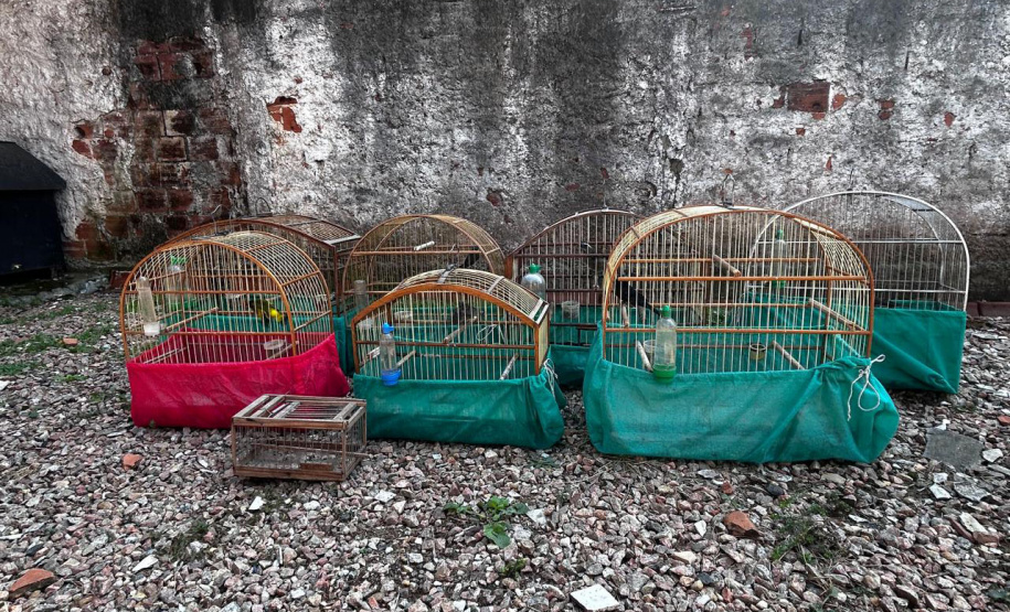 IAT APREENDE SETE AVES MANTIDAS EM CATIVEIRO IRREGULAR EM CURITIBA NESTA QUINTA-FEIRA (29)