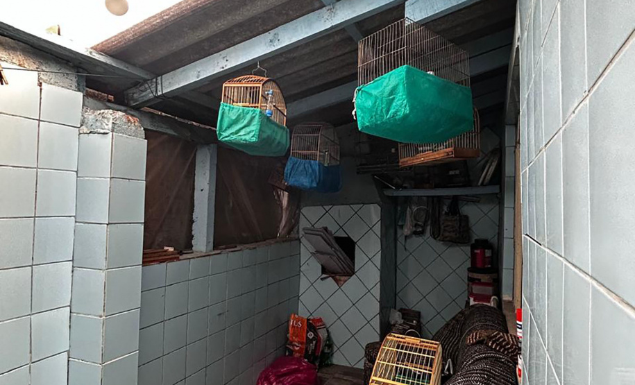 IAT APREENDE SETE AVES MANTIDAS EM CATIVEIRO IRREGULAR EM CURITIBA NESTA QUINTA-FEIRA (29)