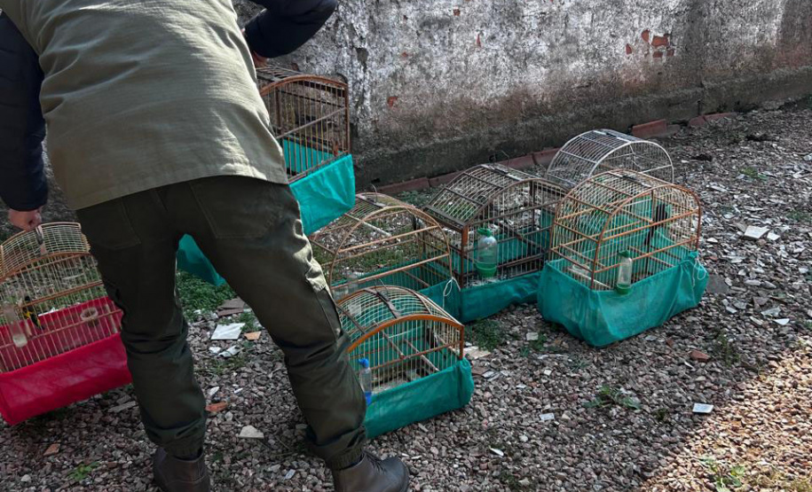 IAT APREENDE SETE AVES MANTIDAS EM CATIVEIRO IRREGULAR EM CURITIBA NESTA QUINTA-FEIRA (29)
