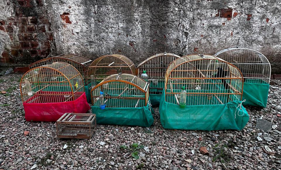 IAT APREENDE SETE AVES MANTIDAS EM CATIVEIRO IRREGULAR EM CURITIBA NESTA QUINTA-FEIRA (29)