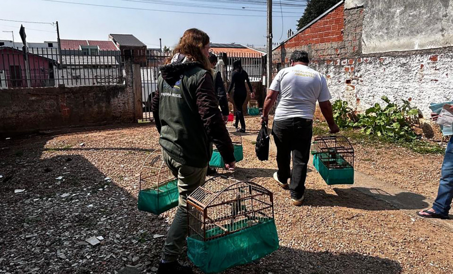 IAT APREENDE SETE AVES MANTIDAS EM CATIVEIRO IRREGULAR EM CURITIBA NESTA QUINTA-FEIRA (29)