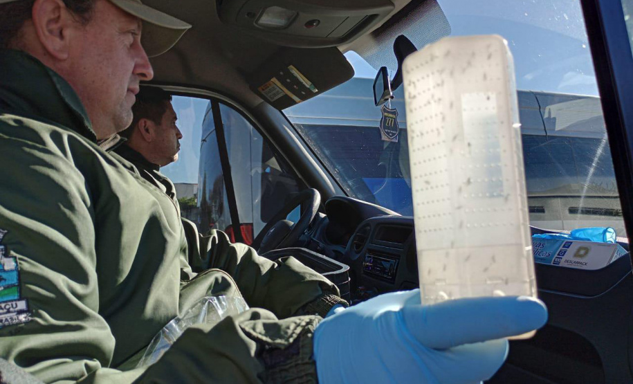 Combate à dengue: Londrina e Foz do Iguaçu iniciam liberações de 4 milhões de Wolbitos