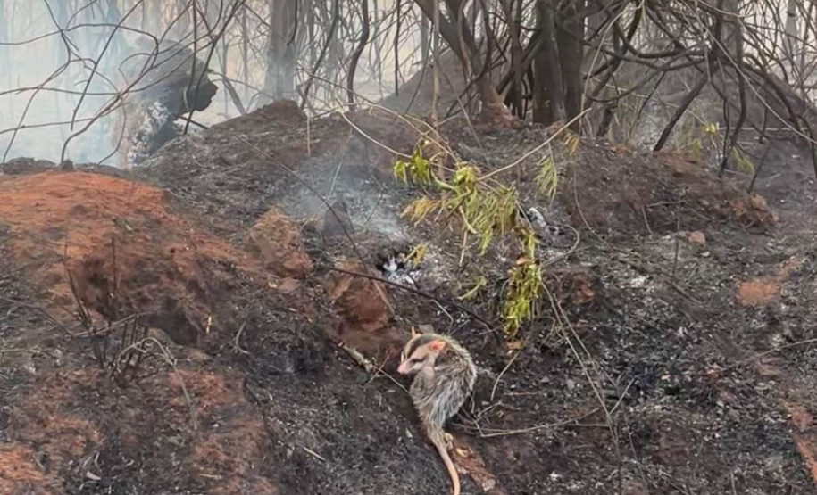 IAT preparou um guia orientativo para ajudar a população a agir com a fauna silvestre vitimada pelos focos de incêndio