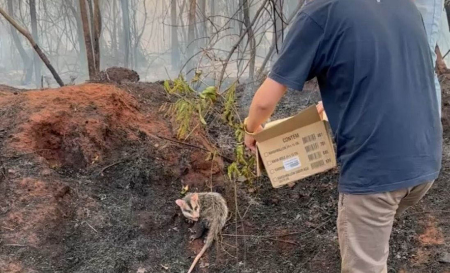 IAT preparou um guia orientativo para ajudar a população a agir com a fauna silvestre vitimada pelos focos de incêndio
