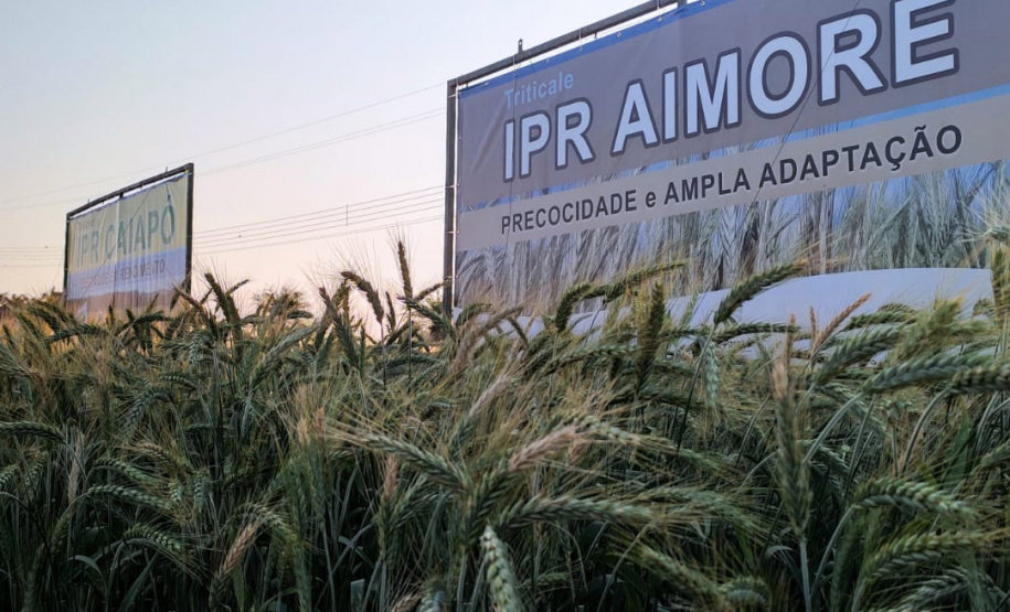 IDR-Paraná marca presença no Show Rural Coopavel de Inverno