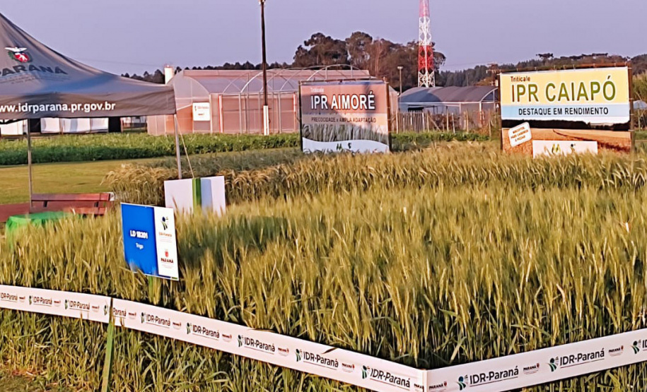 IDR-Paraná marca presença no Show Rural Coopavel de Inverno