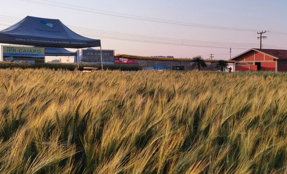 IDR-Paraná marca presença no Show Rural Coopavel de Inverno