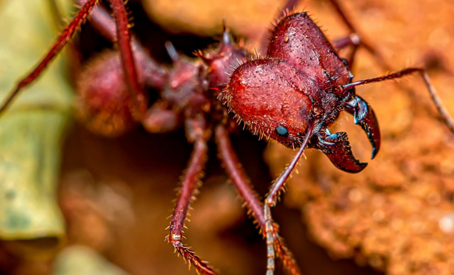 IAT prejuízo da formiga cortadeira