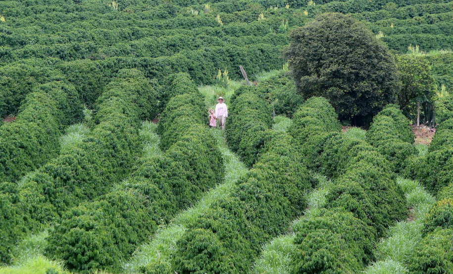 Investimentos do Paraná em agricultura cresceram 344% em 2024