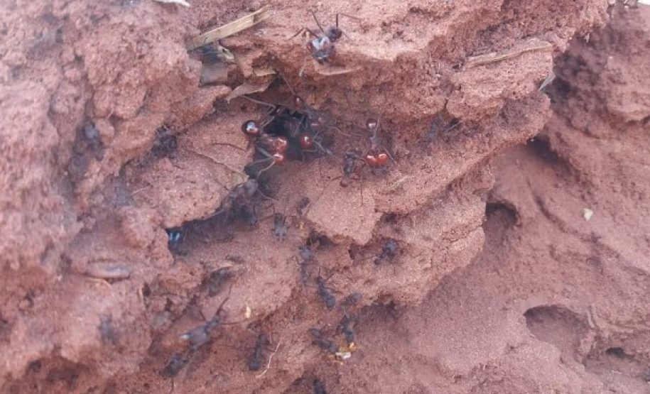 IAT prejuízo da formiga cortadeira