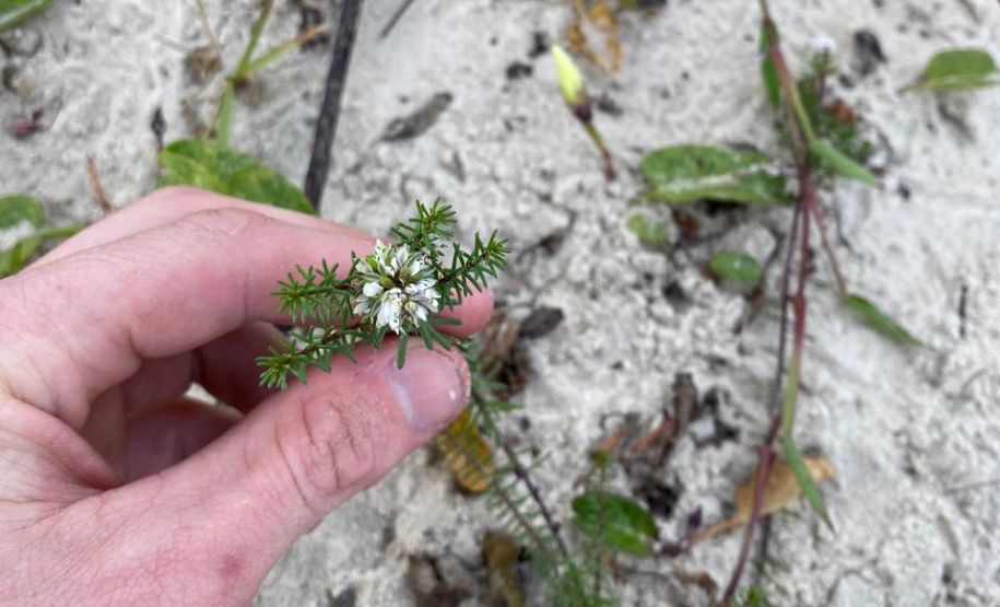 IAT NOVA VEGETAÇÃO MATINHOS