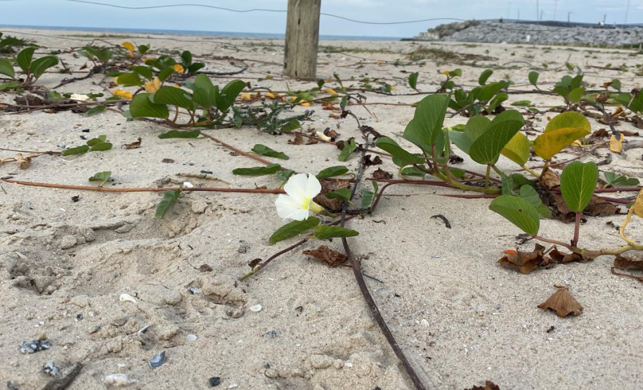 IAT NOVA VEGETAÇÃO MATINHOS