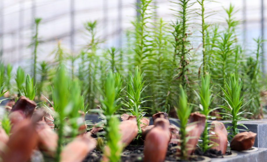 Servidores do escritório regional do IAT de Curitiba durante plantio de mudas no viveiro de São José dos Pinhais