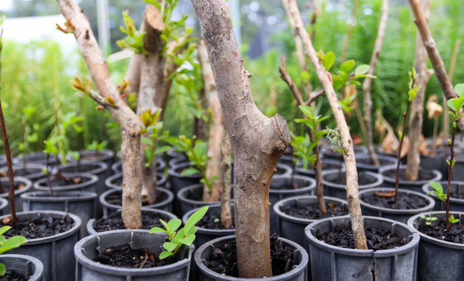 Servidores do escritório regional do IAT de Curitiba durante plantio de mudas no viveiro de São José dos Pinhais