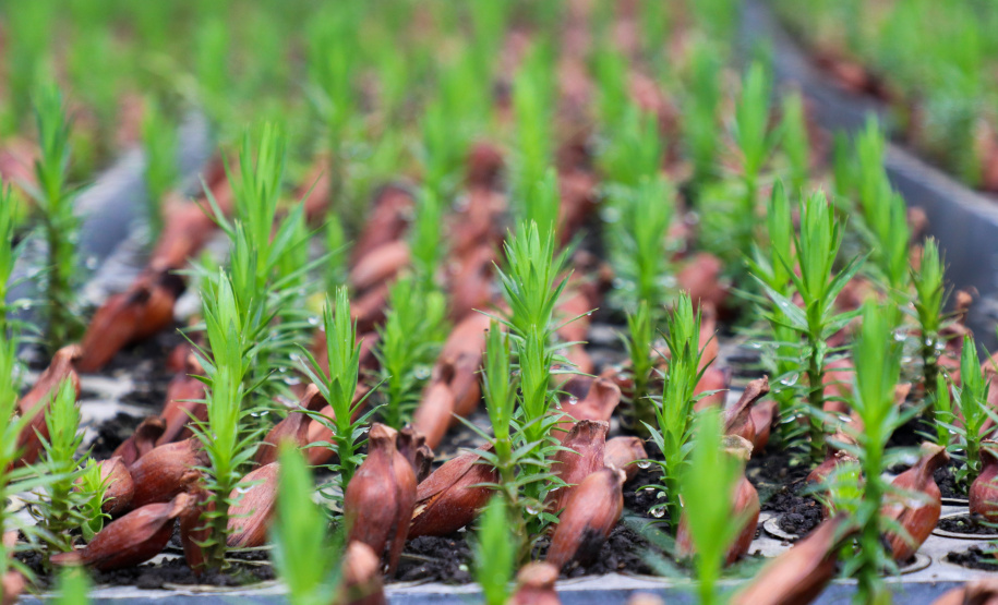 Servidores do escritório regional do IAT de Curitiba durante plantio de mudas no viveiro de São José dos Pinhais