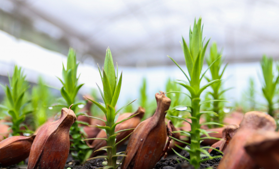 Servidores do escritório regional do IAT de Curitiba durante plantio de mudas no viveiro de São José dos Pinhais