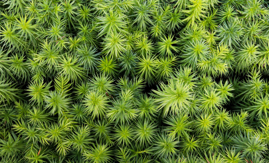 Servidores do escritório regional do IAT de Curitiba durante plantio de mudas no viveiro de São José dos Pinhais