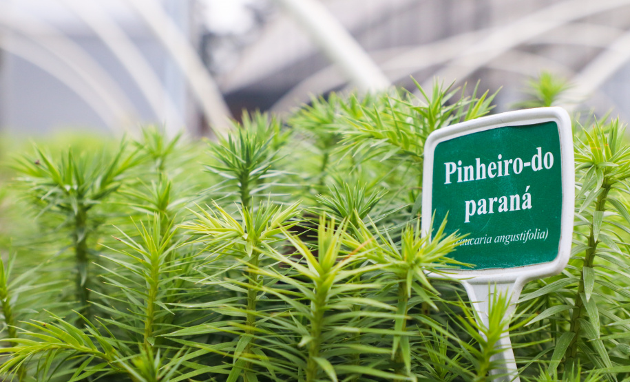 Servidores do escritório regional do IAT de Curitiba durante plantio de mudas no viveiro de São José dos Pinhais