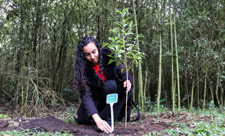 Servidores do escritório regional do IAT de Curitiba durante plantio de mudas no viveiro de São José dos Pinhais