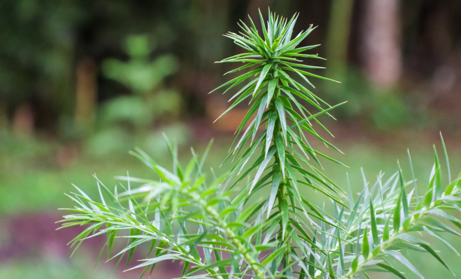 Servidores do escritório regional do IAT de Curitiba durante plantio de mudas no viveiro de São José dos Pinhais