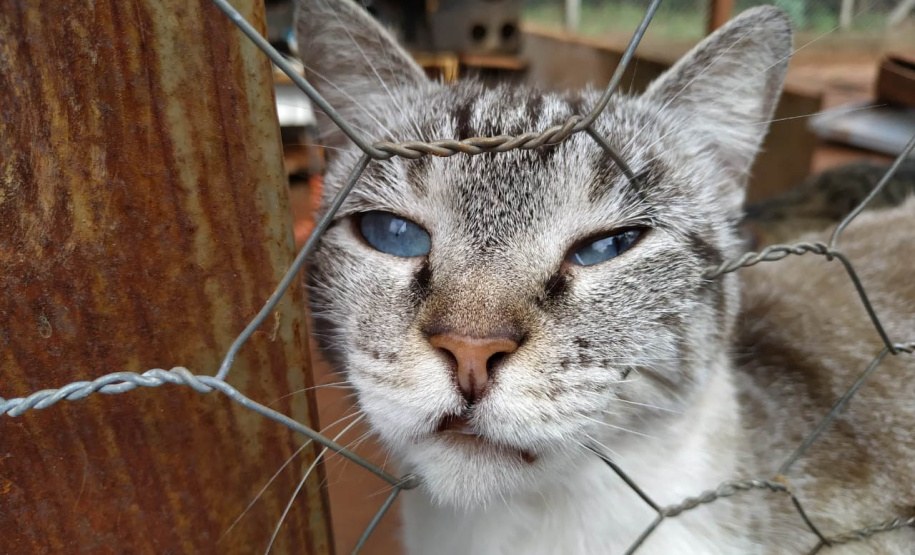 Programa Castrapet Paraná será retomado em novembro com o atendimento de mais de 35 mil animais, entre cães e gatos