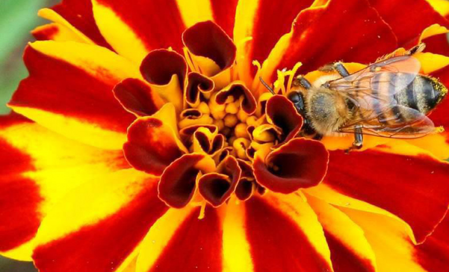 Exportação de mel cresce 376% nos portos paranaenses nos sete primeiros meses de 2024