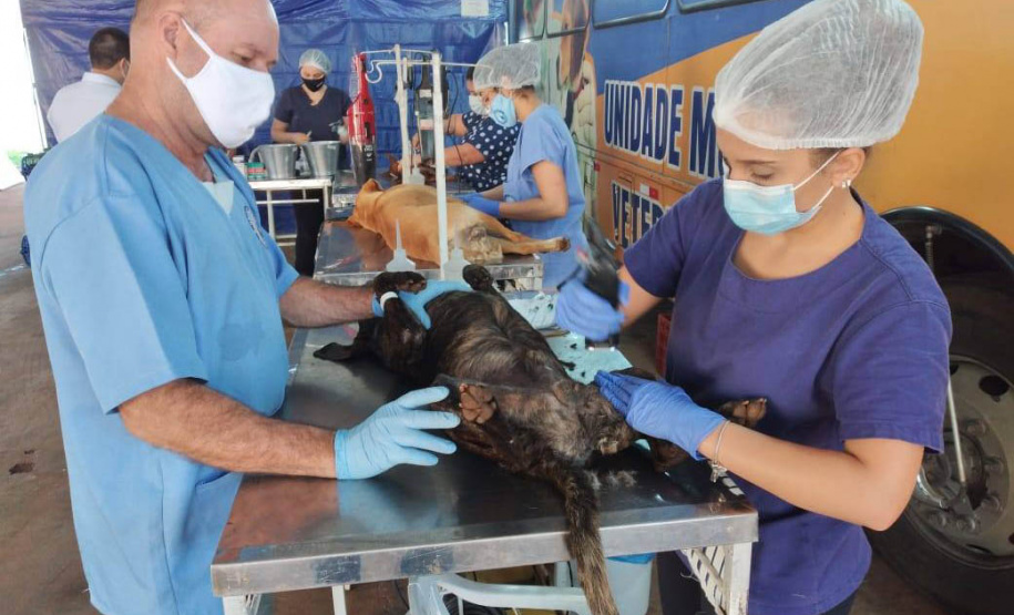 Programa Castrapet Paraná será retomado em novembro com o atendimento de mais de 35 mil animais, entre cães e gatos