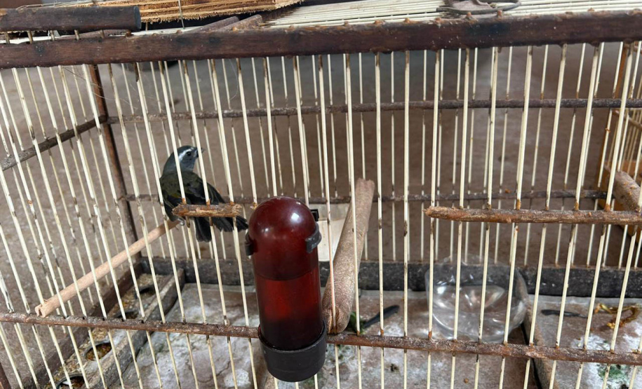 Técnicos do IAT aprenderam 15 aves em criadouros irregulares no Noroeste do Paraná