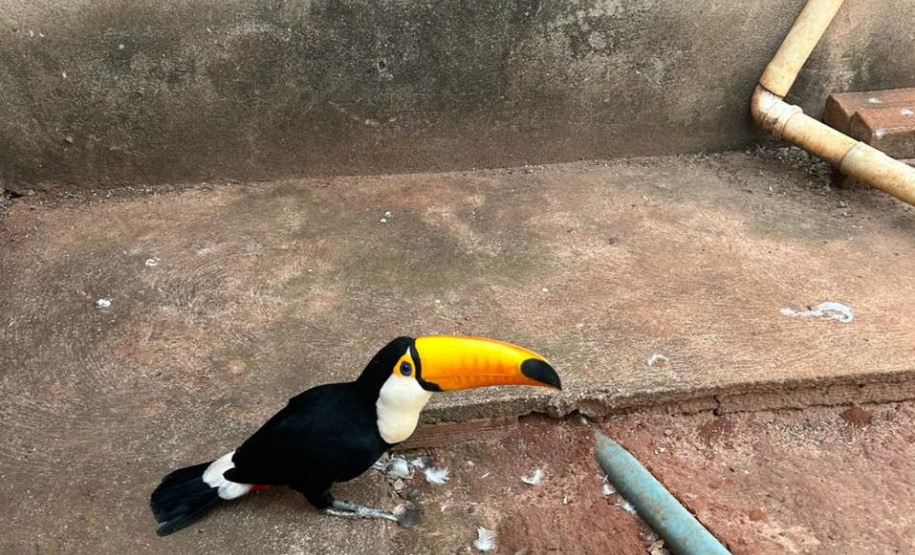 Técnicos do IAT aprenderam 15 aves em criadouros irregulares no Noroeste do Paraná