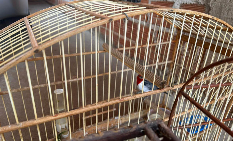 Técnicos do IAT aprenderam 15 aves em criadouros irregulares no Noroeste do Paraná