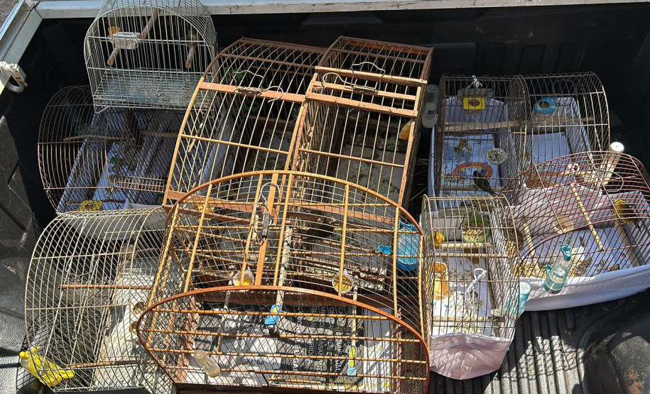 Técnicos do IAT aprenderam 15 aves em criadouros irregulares no Noroeste do Paraná