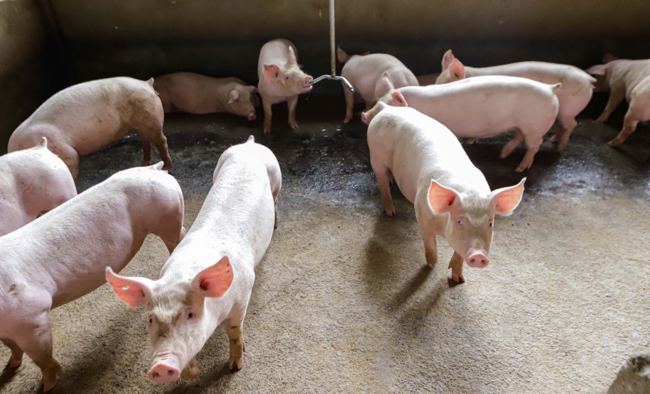 Vizinhos compartilham biodigestor para produzir energia limpa e manejar resíduos da suinocultura