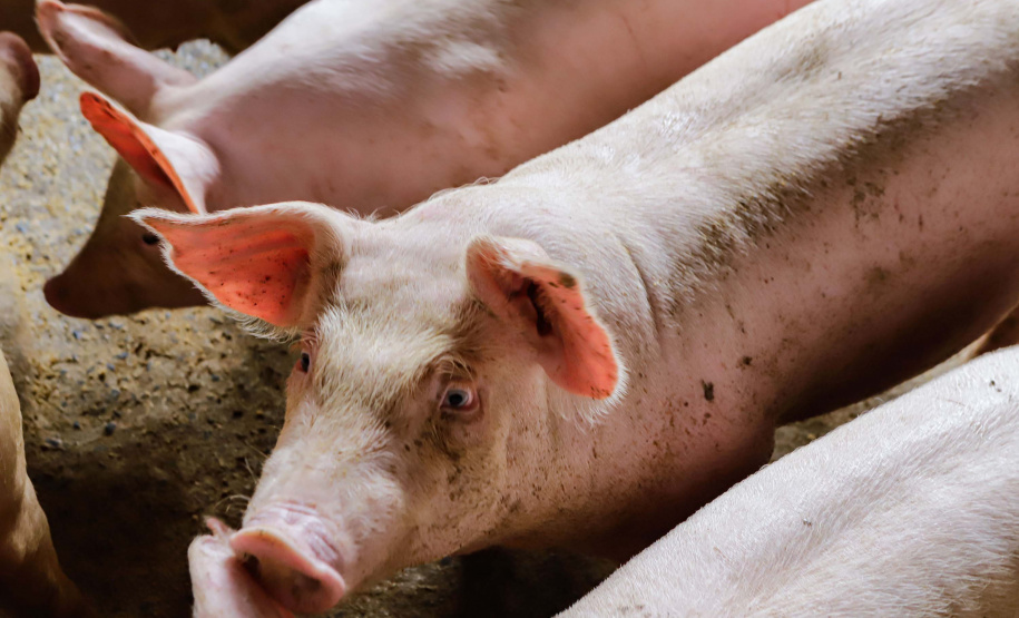 Vizinhos compartilham biodigestor para produzir energia limpa e manejar resíduos da suinocultura