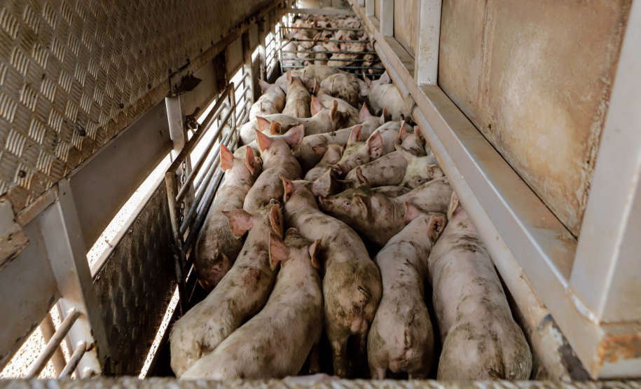 Suinocultor do Oeste do Paraná instala biodigestor e realiza o sonho de produzir com sustentabilidade