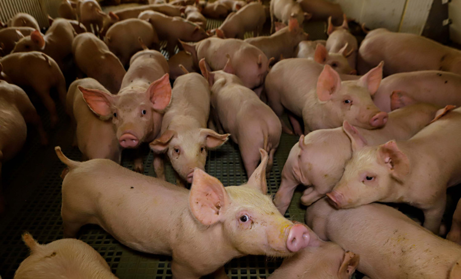 Suinocultor do Oeste do Paraná instala biodigestor e realiza o sonho de produzir com sustentabilidade