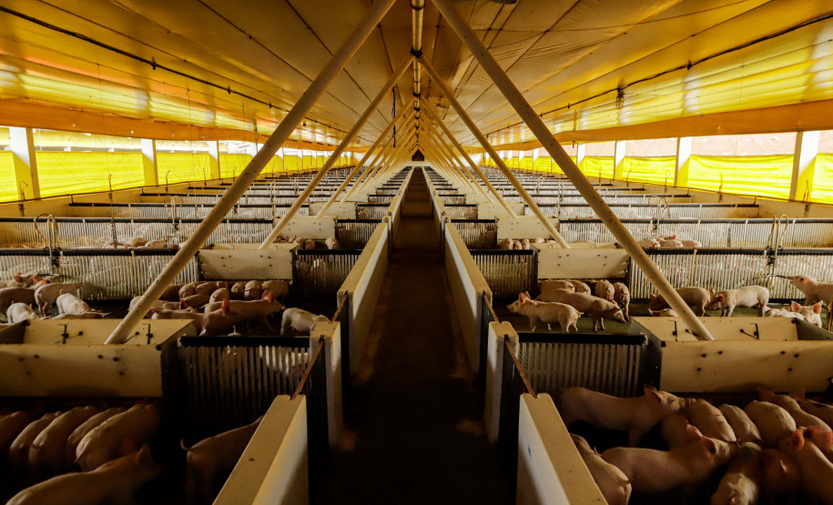 Suinocultor do Oeste do Paraná instala biodigestor e realiza o sonho de produzir com sustentabilidade