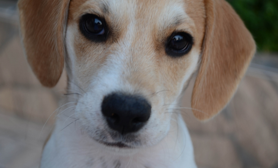 Programa Castrapet Paraná será retomado em novembro com o atendimento de mais de 35 mil animais, entre cães e gatos