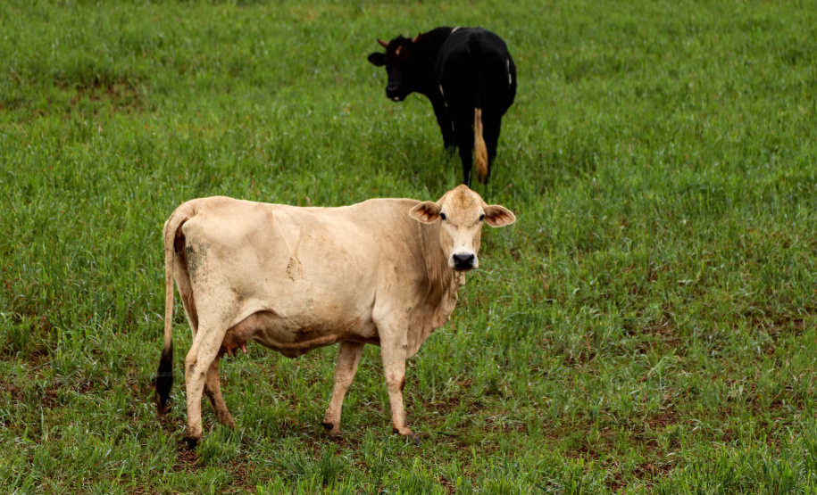 IAT e Incra formalizam parceria para regularizar assentamentos de reforma agrária no Paraná