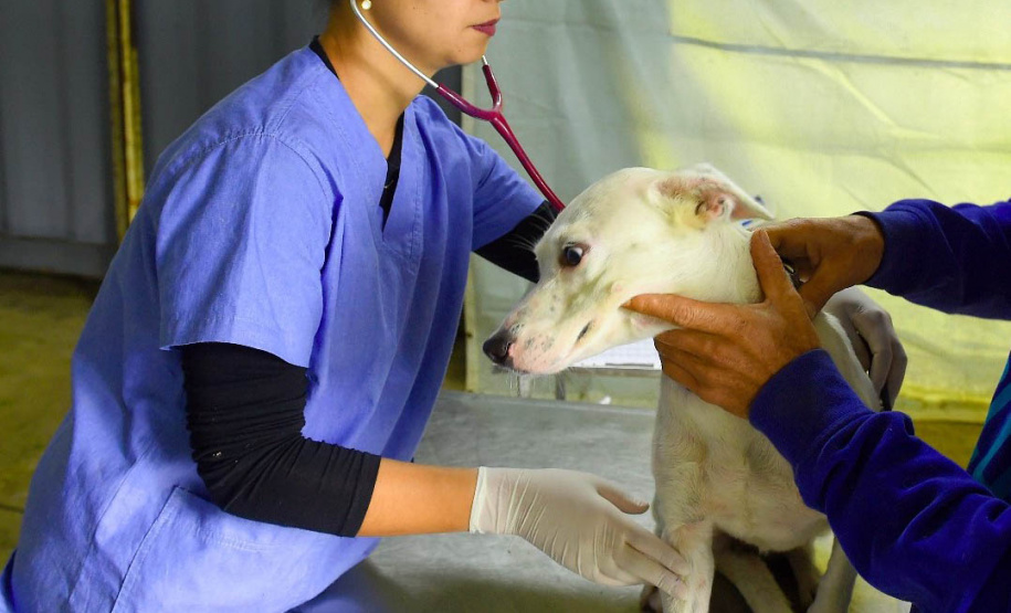 Programa Castrapet Paraná será retomado em novembro com o atendimento de mais de 35 mil animais, entre cães e gatos