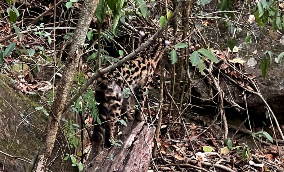 -Gato-maracajá passou dez meses de treinamento e reabilitação antes de ser devolvido à natureza pelo IAT.