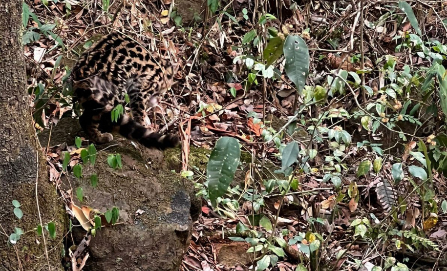 -Gato-maracajá passou dez meses de treinamento e reabilitação antes de ser devolvido à natureza pelo IAT.
