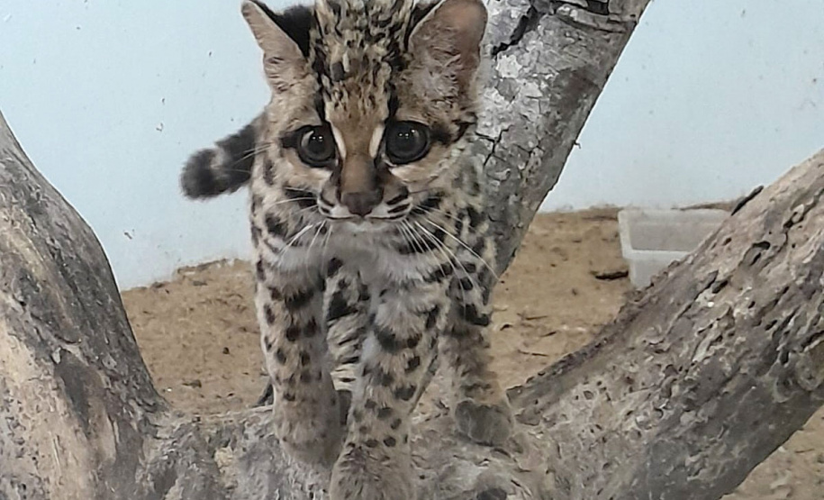 -Gato-maracajá passou dez meses de treinamento e reabilitação antes de ser devolvido à natureza pelo IAT.