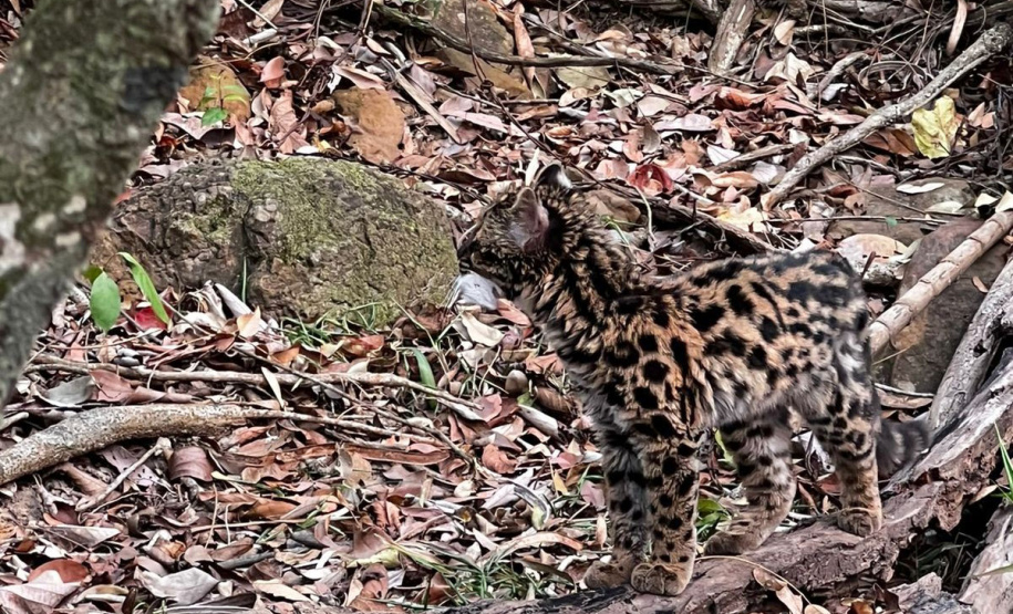-Gato-maracajá passou dez meses de treinamento e reabilitação antes de ser devolvido à natureza pelo IAT.