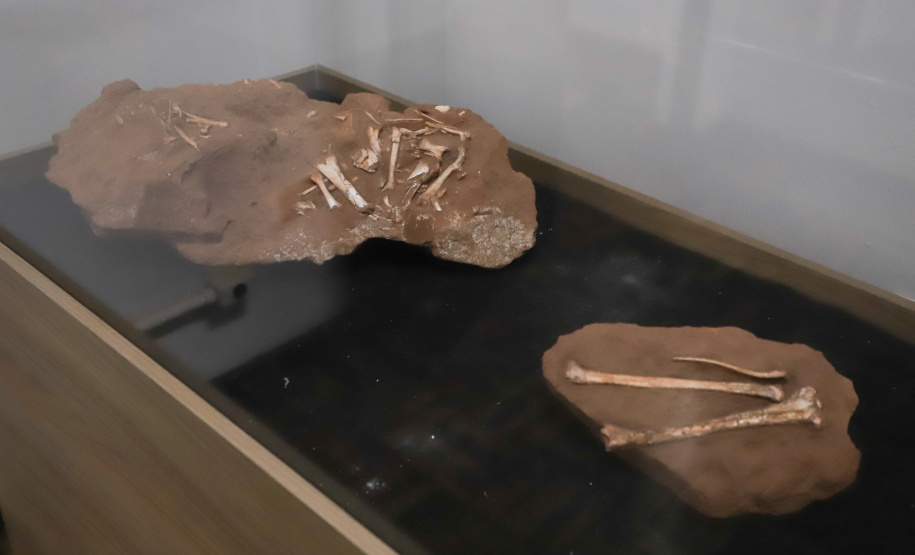 Vale dos Dinossauros: Cruzeiro do Oeste recebe título e destaca Paraná em turismo científico