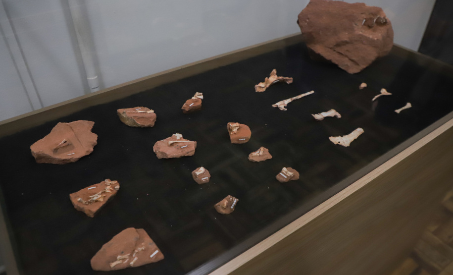 Vale dos Dinossauros: Cruzeiro do Oeste recebe título e destaca Paraná em turismo científico